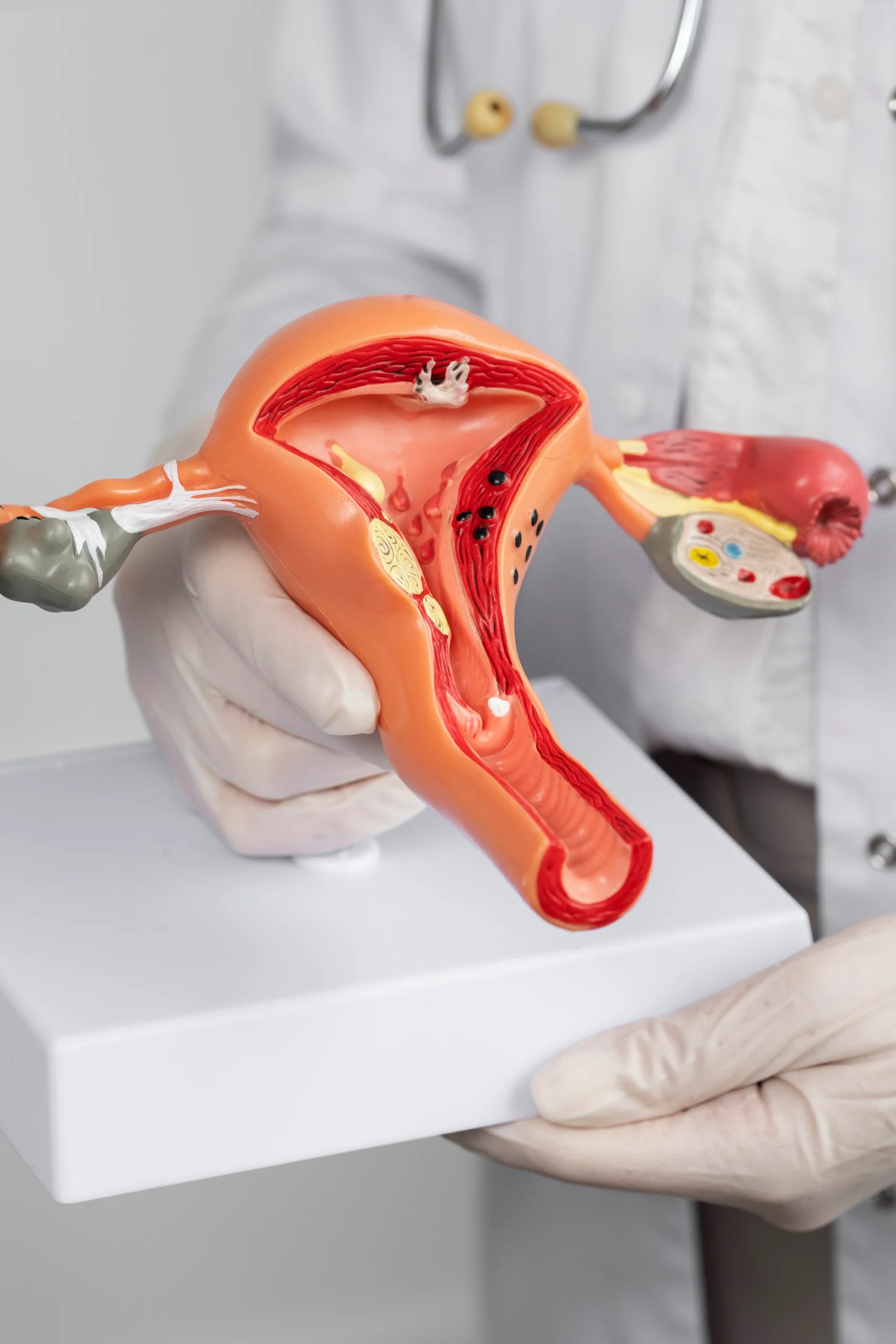 close-up-doctor-holding-anatomic-model-scaled